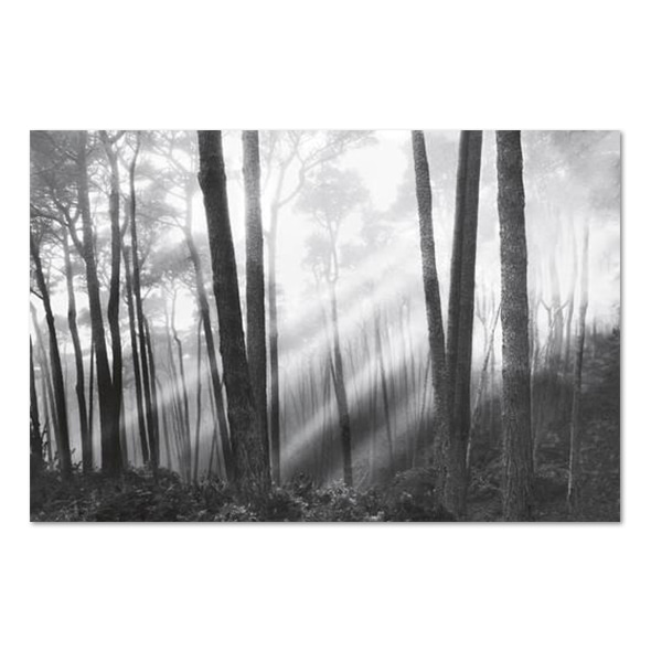 Monte Nagler_ Mystical Forest &amp; Sunbeams