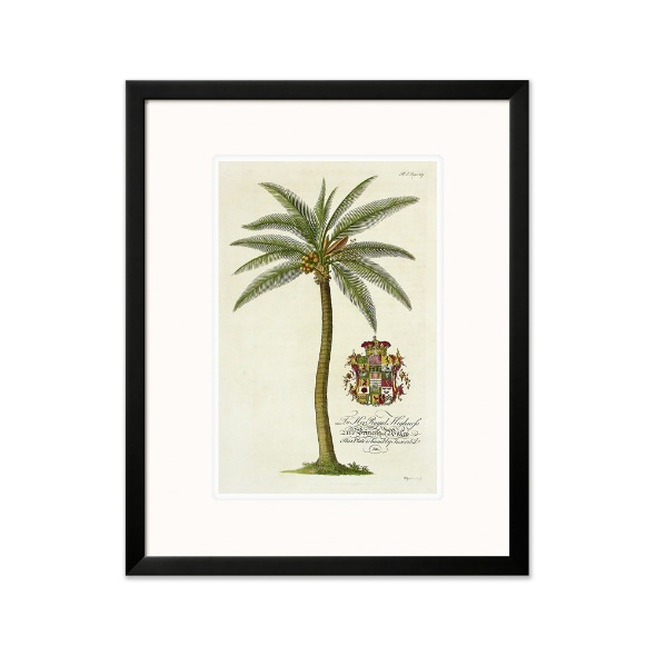 Georg Dionysius Ehret_Male Palm Tree