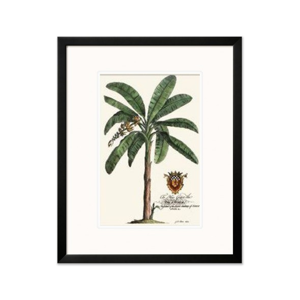 Georg Dionysius Ehret_Palm PL.16 Banana Tree