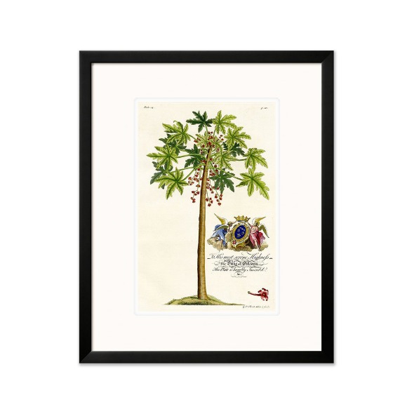 Georg Dionysius Ehret_Palm PL.14 Papaya Tree